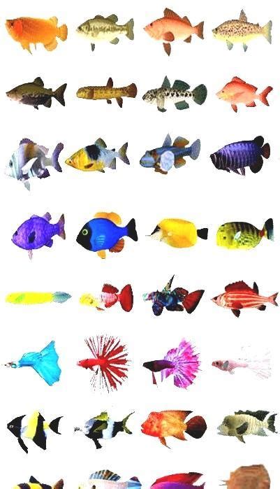 freshwater fish species|Freshwater fish .